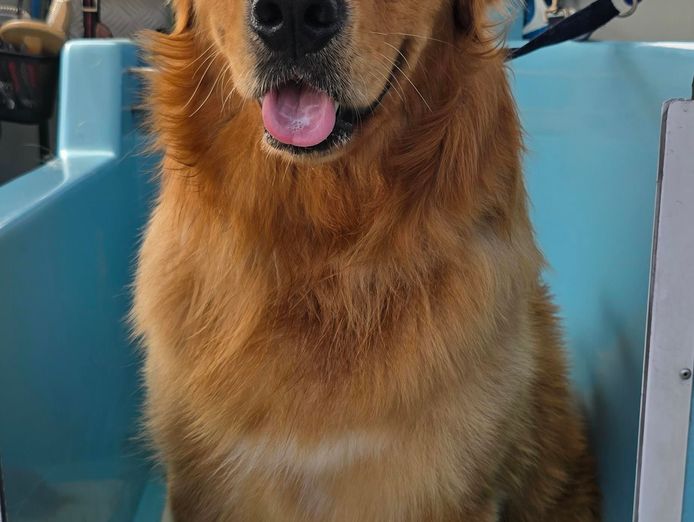 mobile-dog-wash-cranbourne-botanic-ridge-entry-level-opportunity-4-dog-lovers-2