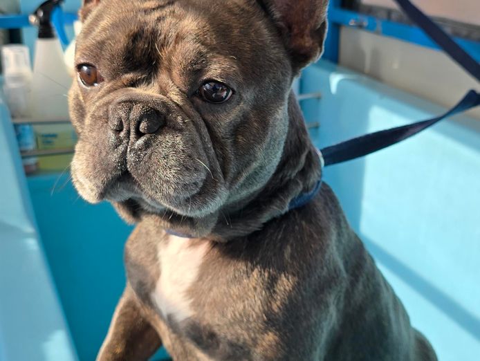 mobile-dog-wash-cranbourne-botanic-ridge-entry-level-opportunity-4-dog-lovers-1