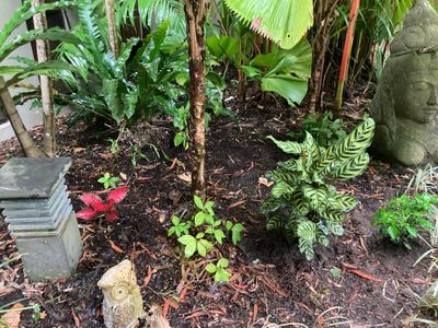 well-known-fnq-eco-gardening-business-5
