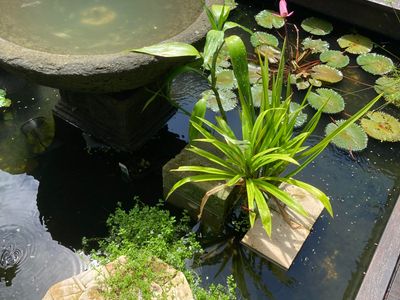 well-known-fnq-eco-gardening-business-2
