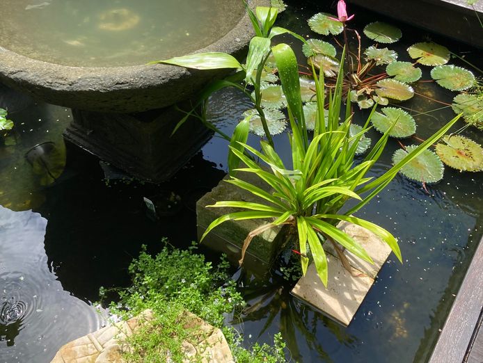 well-known-fnq-eco-gardening-business-2