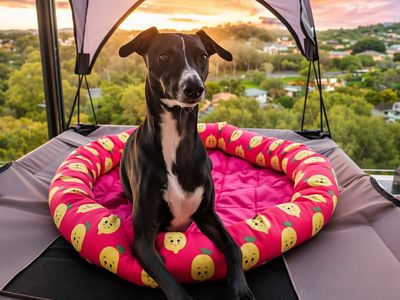 established-pet-accessories-ecommerce-store-4