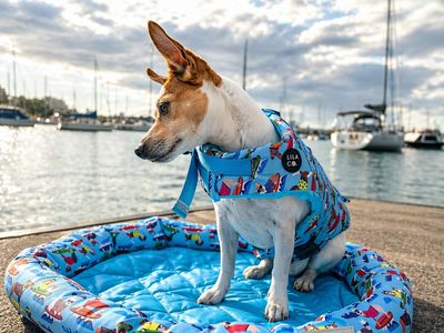 established-pet-accessories-ecommerce-store-3