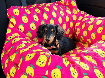 established-pet-accessories-ecommerce-store-2