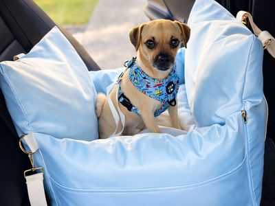 established-pet-accessories-ecommerce-store-5