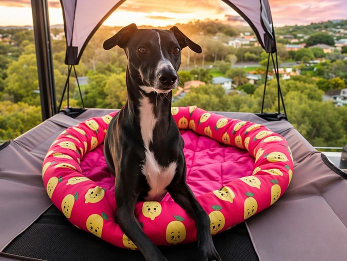 established-pet-accessories-ecommerce-store-4