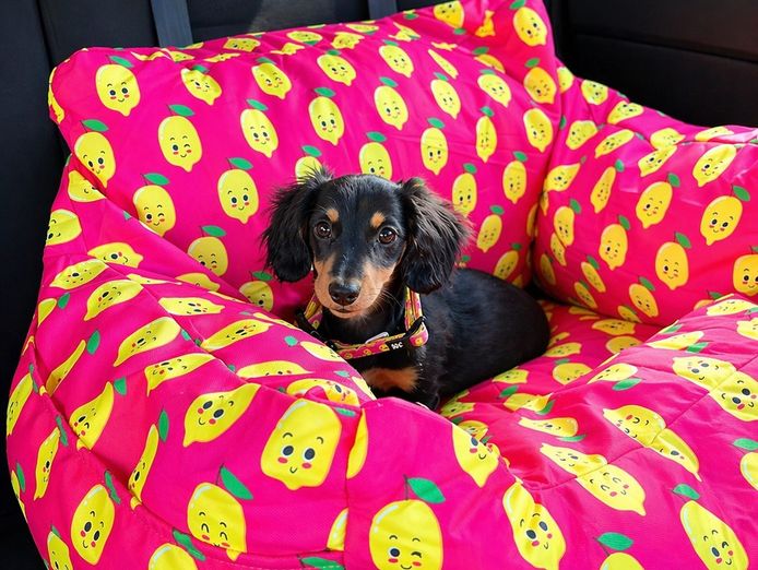 established-pet-accessories-ecommerce-store-2