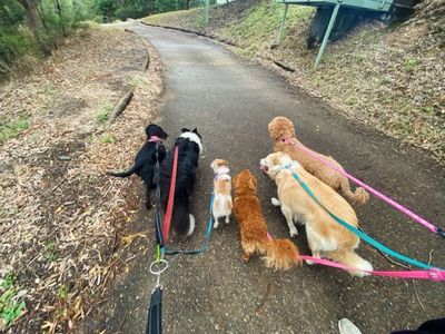 nature-dog-walking-business-for-sale-in-brisbane-van-5-turnkey-4
