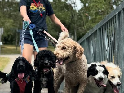 nature-dog-walking-business-for-sale-in-brisbane-van-5-turnkey-6