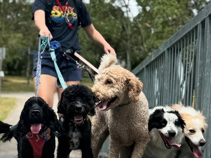nature-dog-walking-business-for-sale-in-brisbane-van-5-turnkey-6