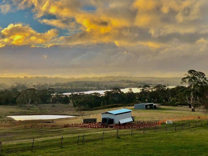 brave-hen-pastured-eggs-free-range-egg-business-47-acres-land-walk-in-walk-out-6