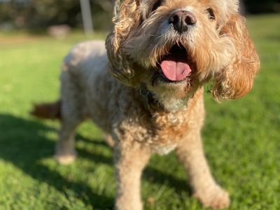 an-outstanding-opportunity-to-acquire-a-highly-regarded-dog-walking-business-0