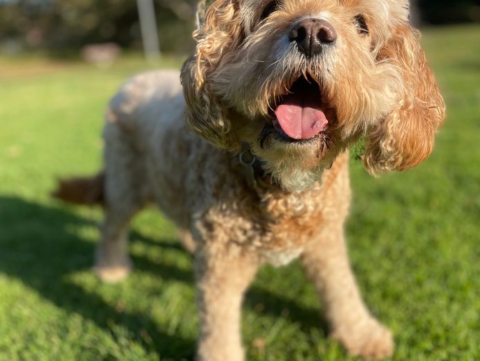 an-outstanding-opportunity-to-acquire-a-highly-regarded-dog-walking-business-0