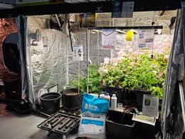 Fun hydroponics store for sale. Full support and training from my other store 