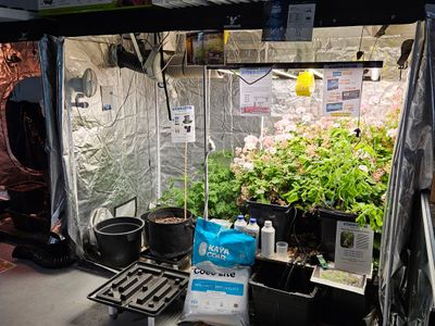 fun-hydroponics-store-for-sale-full-support-and-training-from-my-other-store-0