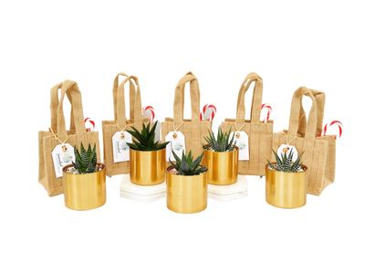 succulent-surprise-brand-online-gifting-platform-florist-model-6