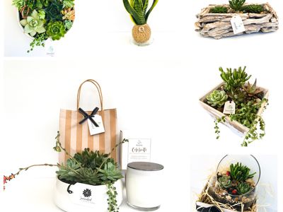 succulent-surprise-brand-online-gifting-platform-florist-model-1