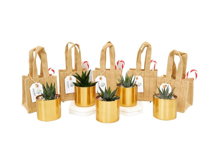 succulent-surprise-brand-online-gifting-platform-florist-model-6