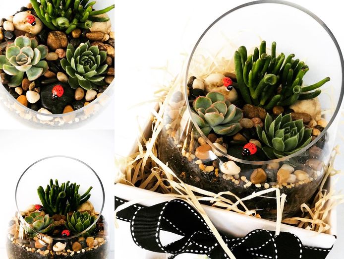 succulent-surprise-brand-online-gifting-platform-florist-model-8