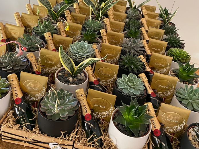 succulent-surprise-brand-online-gifting-platform-florist-model-4