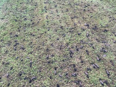 highly-profitable-lawn-renovation-amp-sports-field-maintenance-business-2