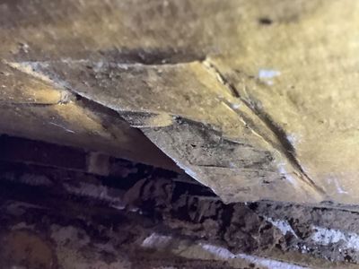 queensland-pest-inspections-amp-reports-gold-coast-7