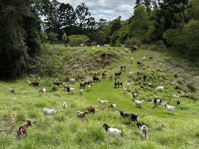 profitable-eco-vegetation-management-business-northern-nsw-2