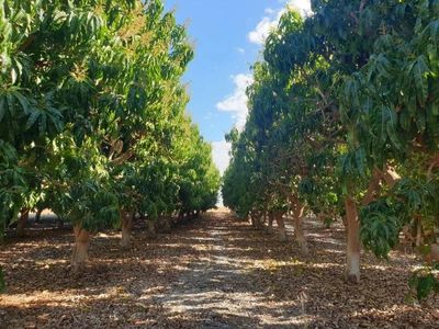 horticulture-business-amp-58-acre-asset-1-5m-capability-walk-in-walk-out-2