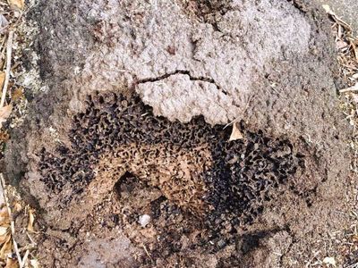 queensland-pest-inspections-amp-reports-gold-coast-3