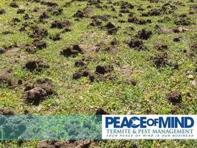 established-termite-amp-pest-management-business-flexible-mobile-operation-wiwo-9