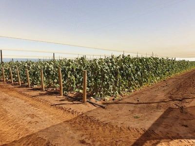 horticulture-business-amp-58-acre-asset-1-5m-capability-walk-in-walk-out-6