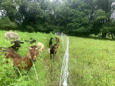 profitable-eco-vegetation-management-business-northern-nsw-9