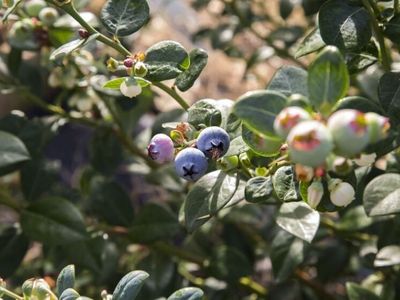 blueberry-greens-blueberry-farm-with-multple-income-streams-freehold-3