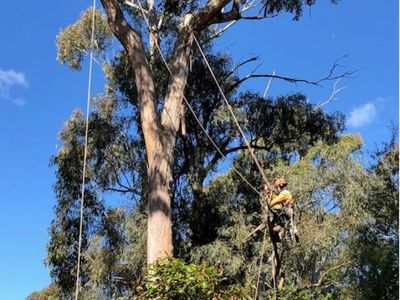 established-arboricultural-business-for-sale-1