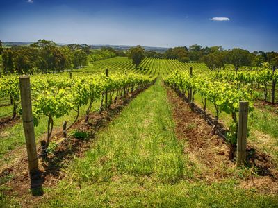 established-sa-wine-tour-operator-25-years-branded-fleet-amp-growth-potential-0