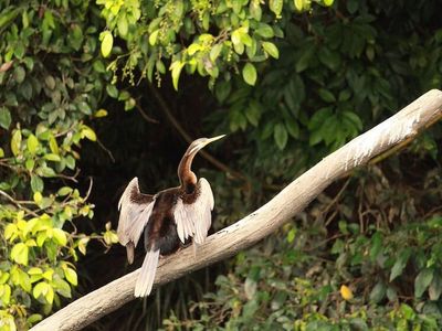 the-closest-wet-tropics-world-heritage-river-based-experience-to-cairns-4