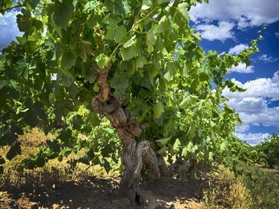 established-sa-wine-tour-operator-25-years-branded-fleet-amp-growth-potential-6