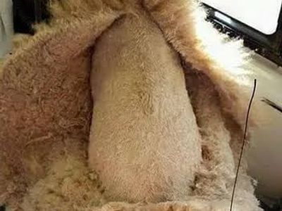 profitable-mobile-pet-grooming-business-with-loyal-hobart-client-base-2