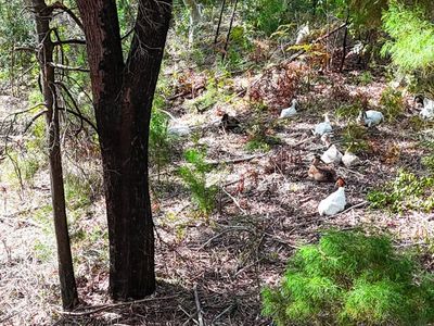 profitable-eco-vegetation-management-business-northern-nsw-4