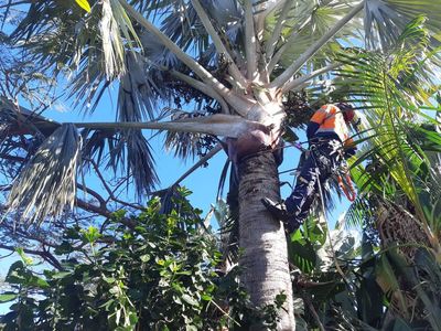 long-established-arborist-businesses-strong-cashflow-amp-major-contracts-3