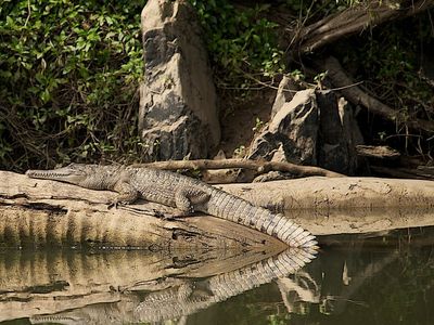 the-closest-wet-tropics-world-heritage-river-based-experience-to-cairns-1