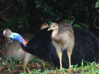 the-closest-wet-tropics-world-heritage-river-based-experience-to-cairns-3