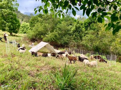 profitable-eco-vegetation-management-business-northern-nsw-4