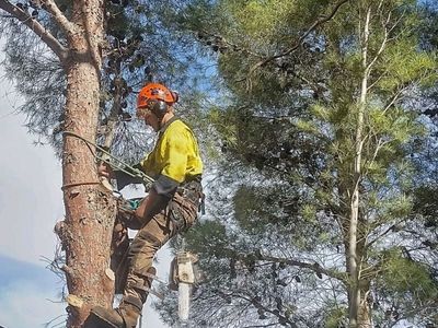 dynamic-woodsman-of-waikerie-a-rare-opportunity-expressions-of-interest-9