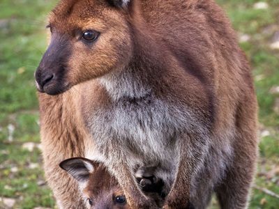 award-winning-ecostar-tourism-business-kangaroo-island-4