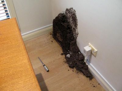 nature-fresh-termite-amp-pest-control-a-30-year-legacy-with-endless-potential-3