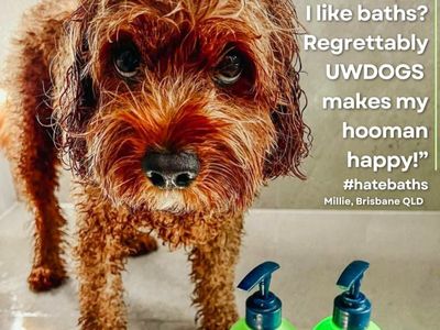 award-winning-australian-dog-haircare-brand-with-global-e-commerce-opportunity-7