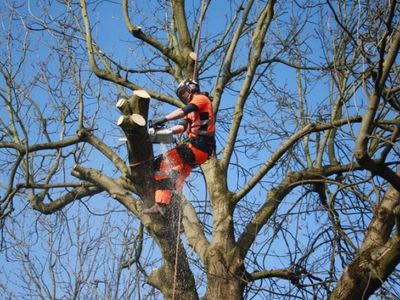 established-arboricultural-business-for-sale-2