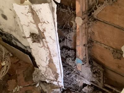 queensland-pest-inspections-amp-reports-gold-coast-6