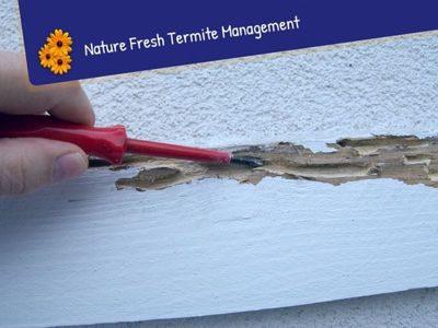 nature-fresh-termite-amp-pest-control-a-30-year-legacy-with-endless-potential-1